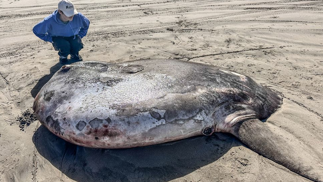 Ikan mola-mola raksasa terdampar di pantai Oregon. Foto: Tiffany Boothe/Seaside Aquarium