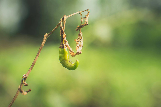 Foto Hanya Ilustrasi: Cara Menyiram Tanaman Cabai. Sumber: Santosh Maharjan/Pexels.com