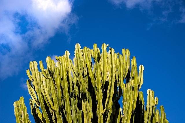 Ilustrasi Cara Merawat Tanaman Euphorbia. Foto: dok. Unsplash/Federico Burgalassi