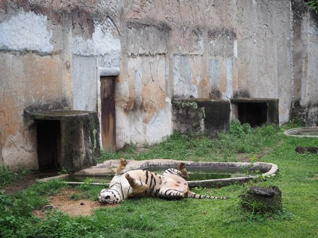 Jam buka Ragunan 2024, foto hanya ilustrasi, bukan tempat sebenarnya: Unsplash/Long (lTiga) Nguyen