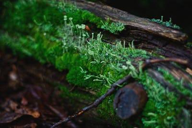 Ilustrasi penyebab alga hitam di aquascape. Foto: Pexels