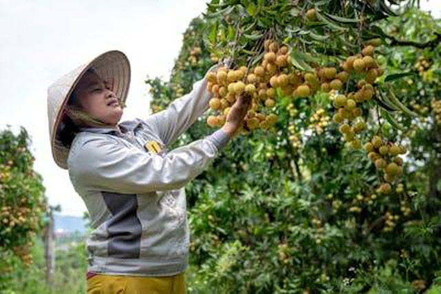 Ilustrasi penyebab daun kelengkeng menguning. Foto: Pexels