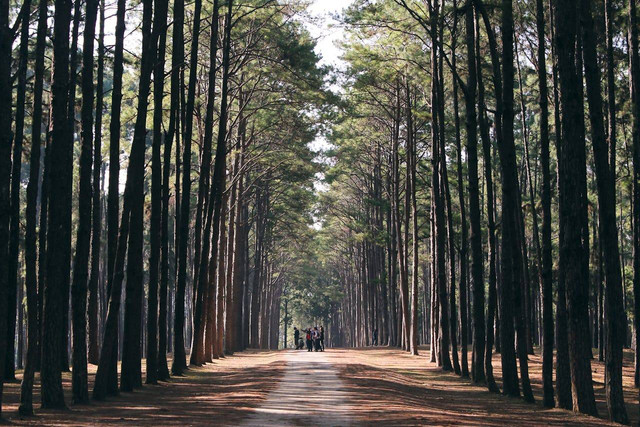 Wisata Alam Sigrowong. Foto hanya ilustrasi, bukan tempat yang sebenarnya. Sumber: pexels.com/Tirachard Kumtanom.