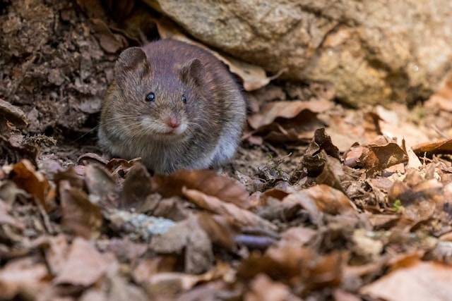 Cara Mengatasi Hama Tikus di Sawah. Foto Hanya Ilustrasi. Sumber Foto: Unsplash.com/Zdeněk Macháček