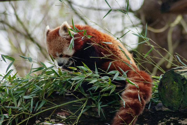 Foto Hanya Ilustrasi: Apakah Boleh Memelihara Panda Merah? Sumber: Emma Durin/Pexels.com