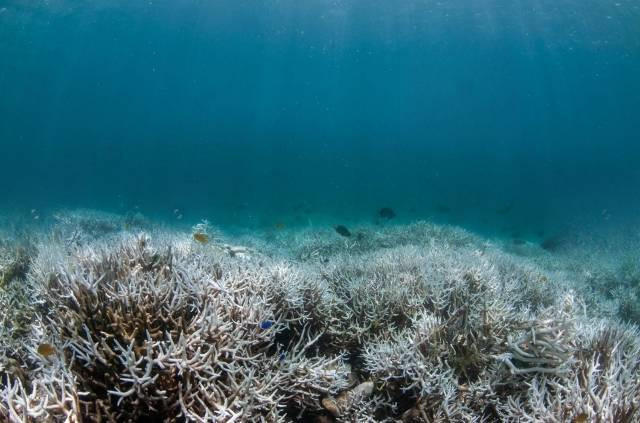 Terumbu karang yang mengalami pemutihan atau coral bleaching. Sumber: Sarah Lewis/Shutterstock.