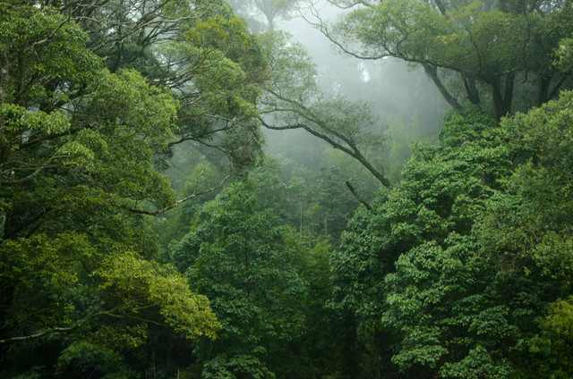 Ilustrasi Hutan Hujan Tertua di Dunia. Sumber: Unsplash.com/Lingchor