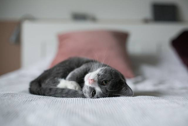 Sifat Kucing Warna Hitam Putih. Foto Hanya Ilustrasi. Sumber Foto: Unsplash.com/nine koepfer