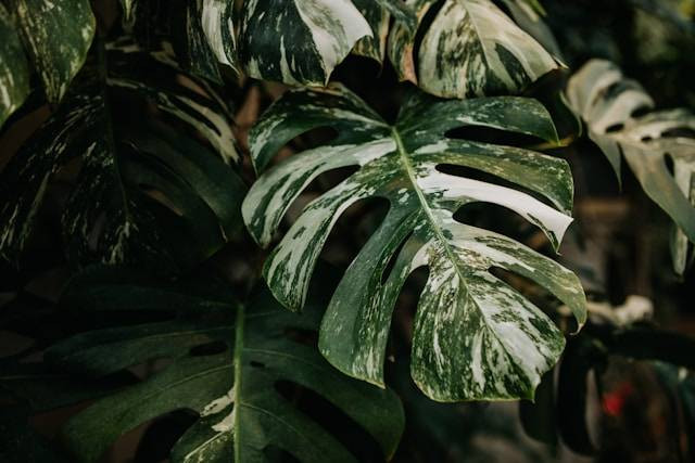 Apakah Tanaman Janda Bolong Bisa Hidup di Air? Foto Hanya Ilustrasi. Sumber Foto: Unsplash.com/Bryn Gibson