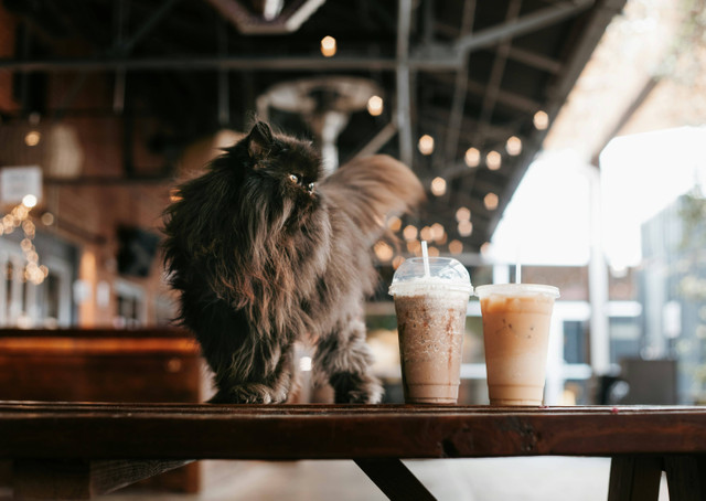  Ilustrasi Kafe Kucing Bandung. Sumber: Foto Unsplash/Reba Spike