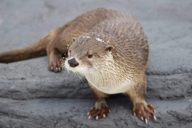 Ilustrasi cara agar bulu otter tidak rontok. Foto: amanda panda/Unsplash