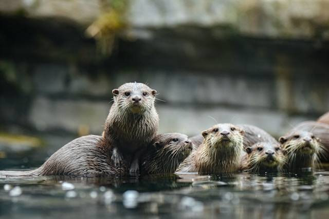 Ilustrasi cara agar otter tidak berisik. Foto: Lilian Dibbern/Unsplash