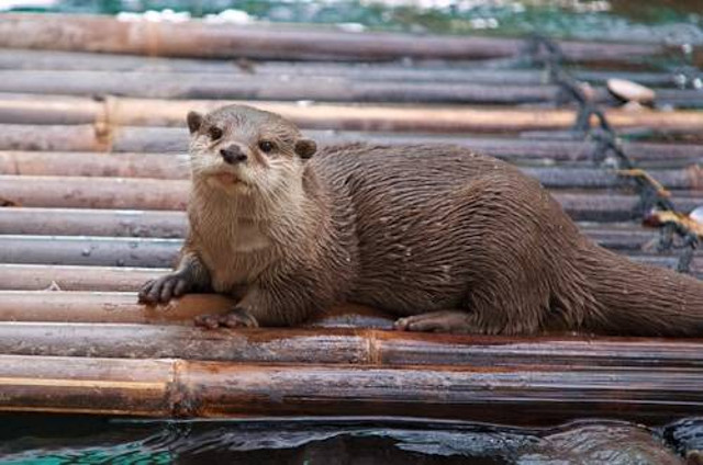 Ilustrasi Cara Membedakan Otter Jantan dan Betina. Sumber: Unsplash