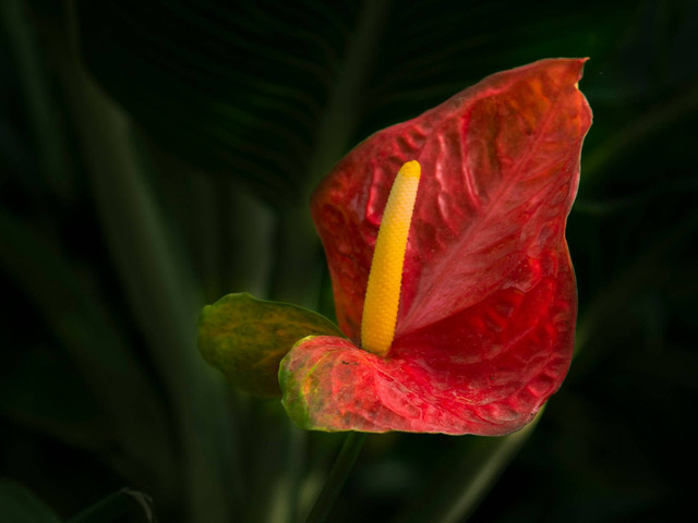 Ilustrasi anthurium di air. Sumber foto: Unsplash