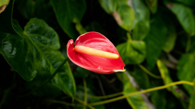 Ilustrasi anthurium di rumah. Sumber foto: Unsplash