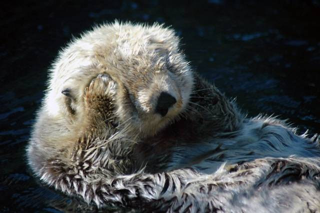 Ilustrasi Penyebab Otter Lemas. Foto: dok. Unsplash/Christina Victoria Craft