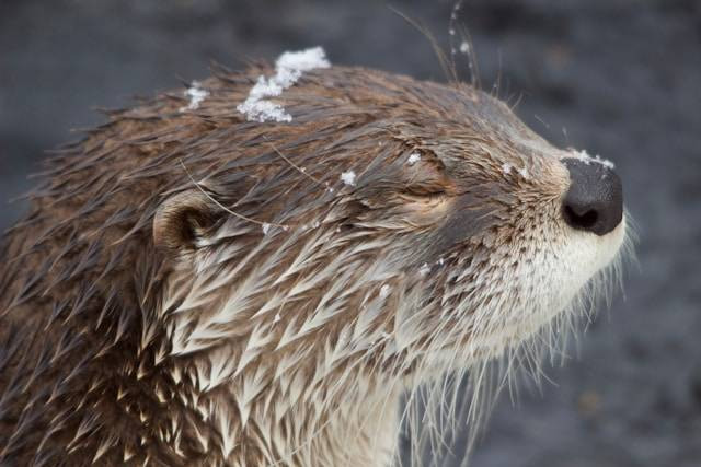 Ilustrasi Penyebab Otter Menangis. Foto: dok. Unsplash/amanda panda