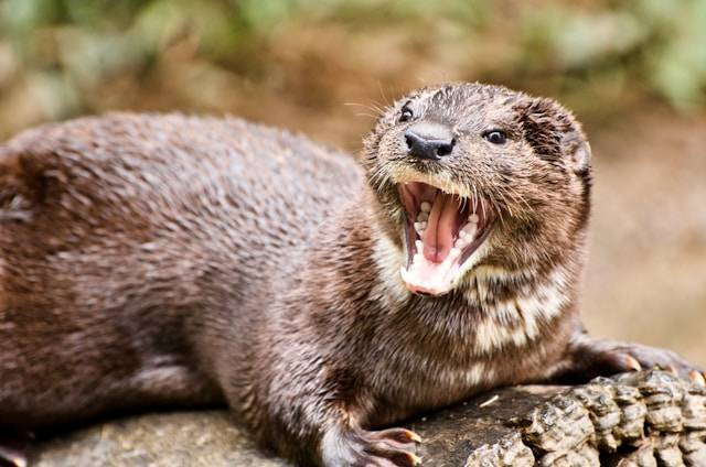 Ilustrasi Cara Menjinakkan Otter. Foto: dok. Unsplash/Jason Hafso