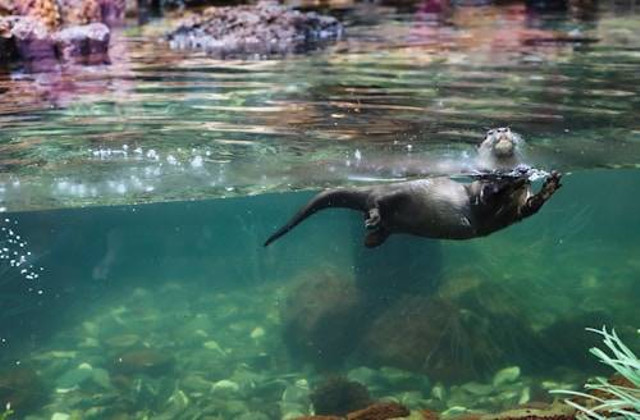 Ilustrasi Cara Melatih Otter Berenang. Sumber: Unsplash