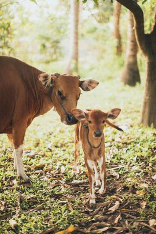 https://www.pexels.com/id-id/foto/sapi-dan-anak-sapi-1838564/