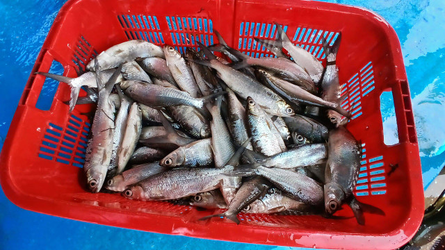 Desa Sungai Lumpur yang merupakan kampung pesisir di Kabupaten Ogan Komering Ilir yang memiliki potensi ikan bandeng yang disuplai hingga ke tiga provinsi di Indonesia, Selasa (25/6) Foto: ary priyanto/urban id