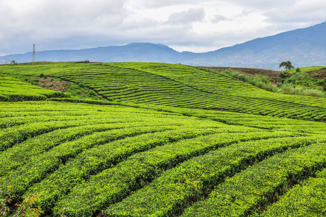 Ilustrasi Perkebunan Foto: ATTOMY/Shutterstock