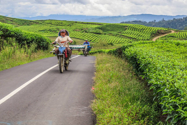 Ilustrasi Perkebunan Foto: ATTOMY/Shutterstock