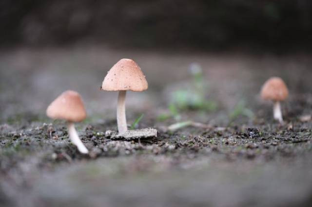 Ilustrasi budidaya jamur merang tanpa kumbung, sumber foto: Mamunur Rashid by pexels.com