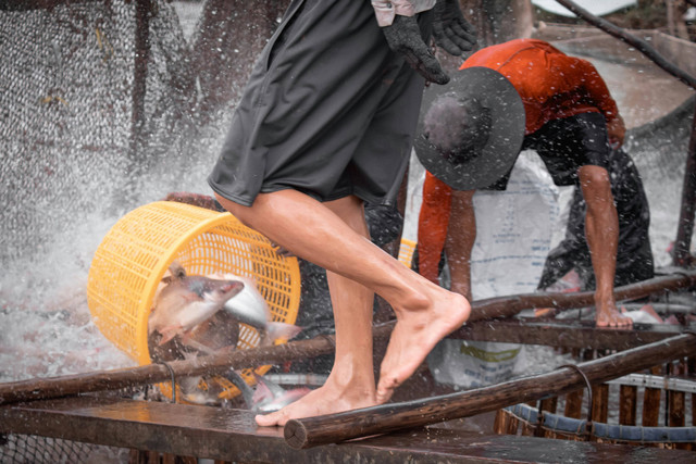 Ilustrasi Penyakit Ikan Patin. Sumber: Unsplash