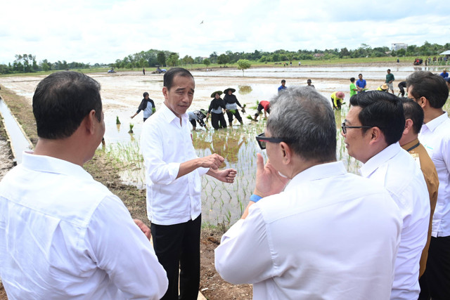 Presiden Joko Widodo meninjau program pompanisasi di Desa Bapeang, Kalimantan Tengah, Rabu (26/6/2024). Foto: Kris/Biro Pers Sekretariat Presiden