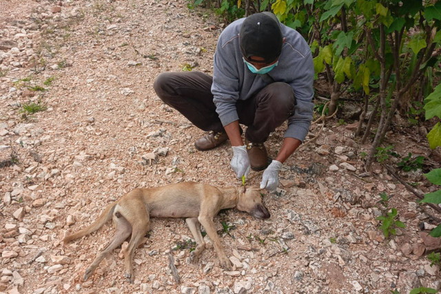 Penanganan anjing rabies oleh tim BPBD NTT.  Foto: Dok. BPBD NTT