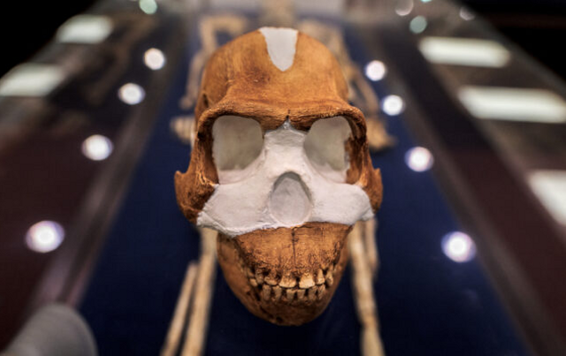 Tengkorak Homo naledi. Foto: AFP/Luca Sola