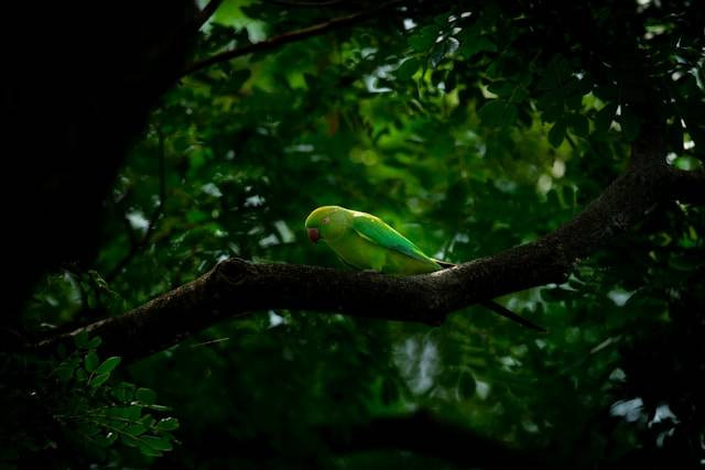 Cara Pengembunan Cucak Ijo yang Benar. Foto Hanya Ilustrasi. Sumber Foto: Unsplash.com/ari krishnan