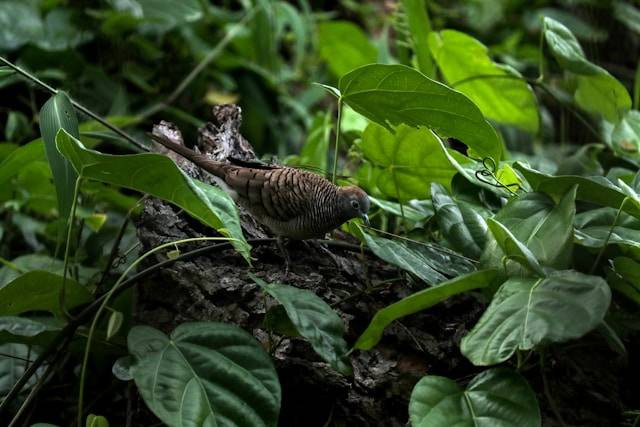 Manfaat Pengembunan untuk Perkutut. Foto Hanya Ilustrasi. Sumber Foto: Unsplash.com/Muhammad Yasir