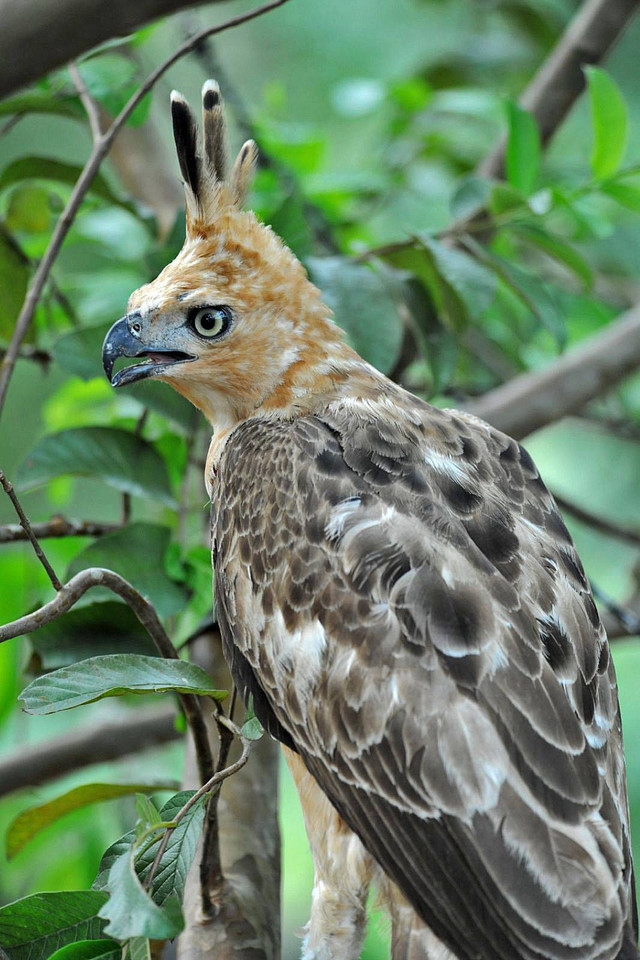 Burung Garuda atau elang jawa (Nisaetus bartelsi) yang dilepasliarkan di Pegunungan Sanggabuana Karawang. Dok: Sanggabuana Conservation Foundation