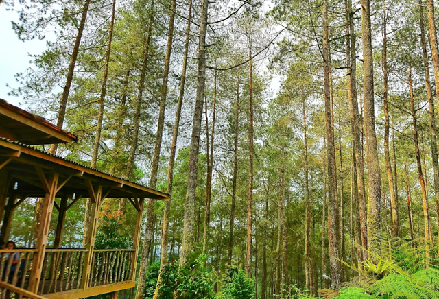 natural hill cisarua lembang. Foto hanya ilustrasi, bukan tempat sebenarnya.Sumber: Unsplash/Bimo Prasetyo