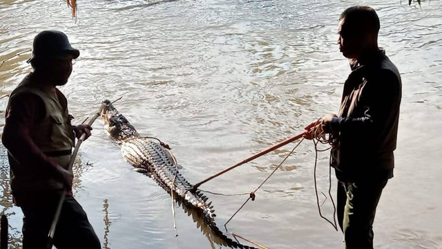 Buaya muara yang serang 2 warga di pinggir sungai Way Semaka, Pekon Sripurnomo, Kecamatan Semaka, Tanggamus berhasil ditangkap. | Foto: Dok Polres Tanggamus