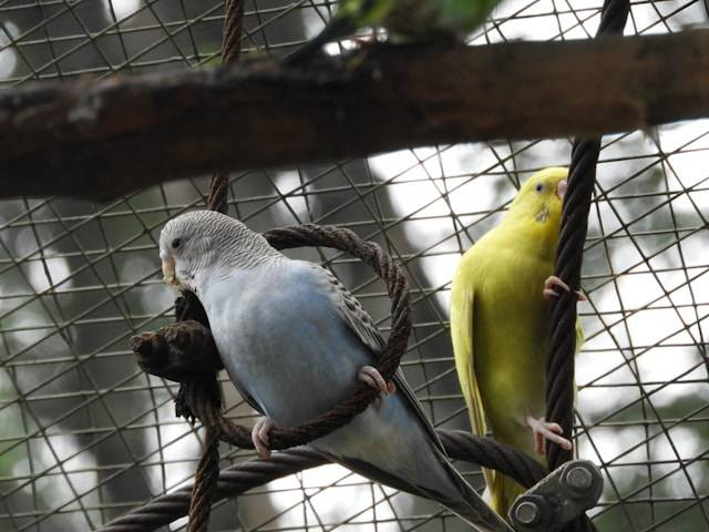 KL Bird Park. Sumber: Unsplash/Ira