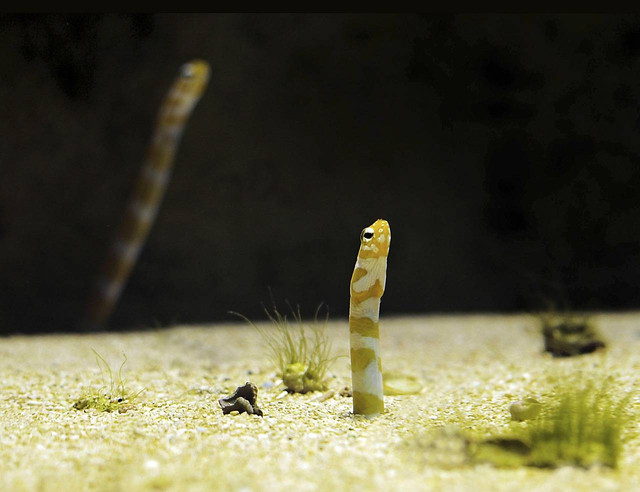 Ilustrasi Cara menghilangkan cacing aquarium. Sumber: pixabay