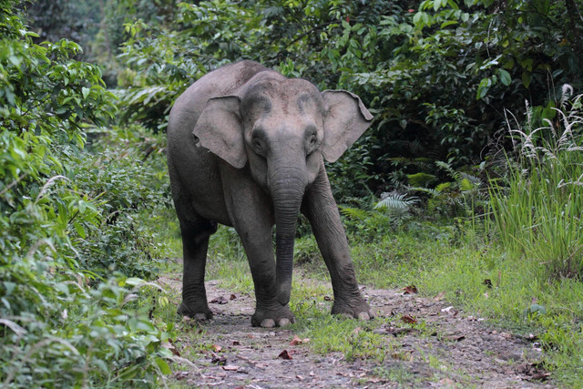 Ilustrasi gajah borneo alias gajah Kalimantan. Foto: YUMIK/Shutterstock