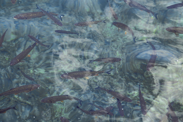 Ilustrasi Sistem Bioflok Ikan Nila. Sumber: Unsplash