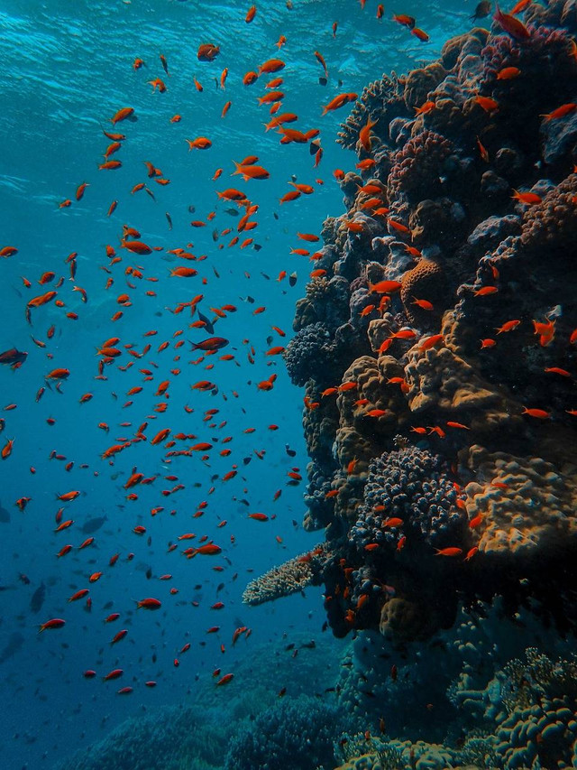Ikan laut berwarna merah (Sumber: https://pixabay.com/id/)