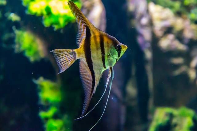 Ilustrasi penyebab aquarium bocor, sumber foto: Fahad AlAni by pexels.com