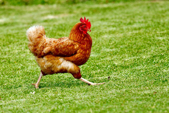 Ilustrasi ayam. Sumber foto: Unsplash