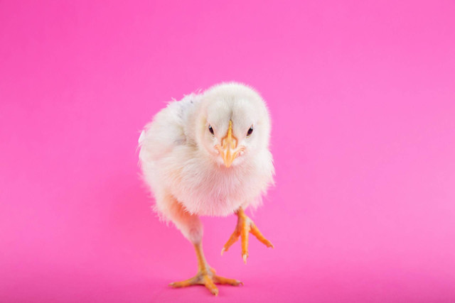 Ilustrasi ayam warna warni. Sumber foto: Unsplash