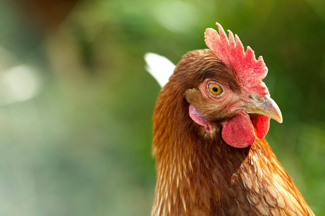Ilustrasi ayam ngorok. Sumber foto: Unsplash