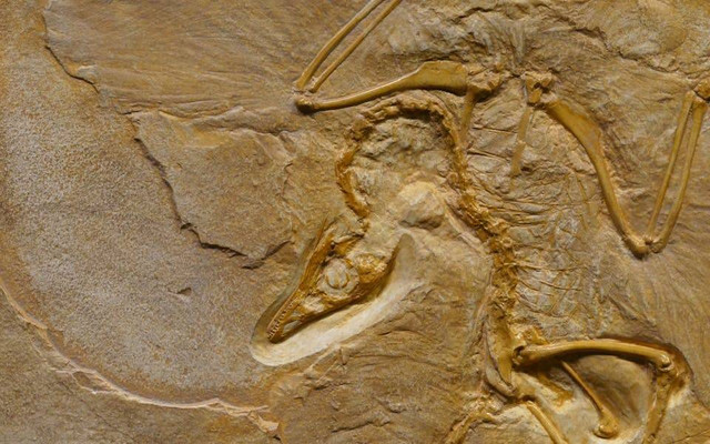 Ilustrasi Meganthropus Paleojavanicus. Sumber: Marcus Lange/pexels.com