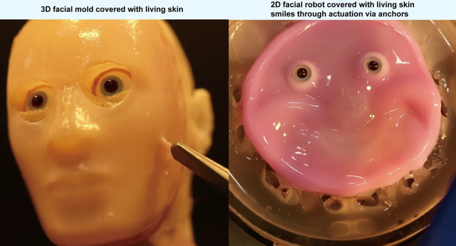 Penampakan robot wajah terbuat dari jaringan kulit manusia.  Foto: Cell Reports Physical Science