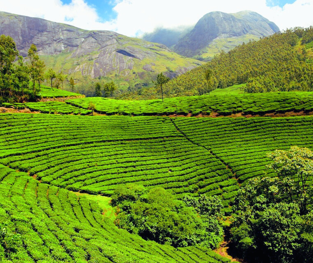 Kebun Teh Panama. Foto hanyalah ilustrasi, bukan tempat yang sebenarnya. Sumber: Pixabay/ Rajib