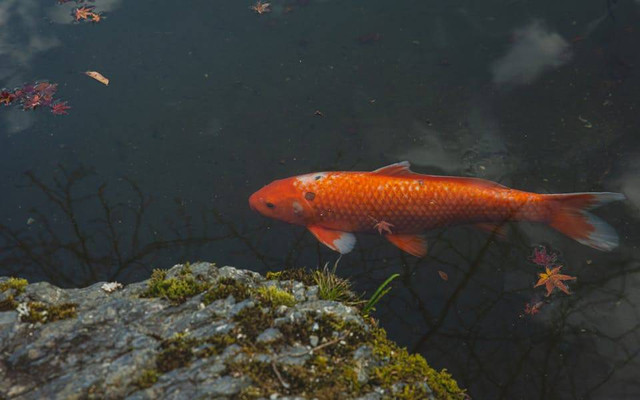 Ilustrasi ciri-ciri ikan koi jantan siap kawin. Sumber: Ryutaro Tsukata/pexels.com